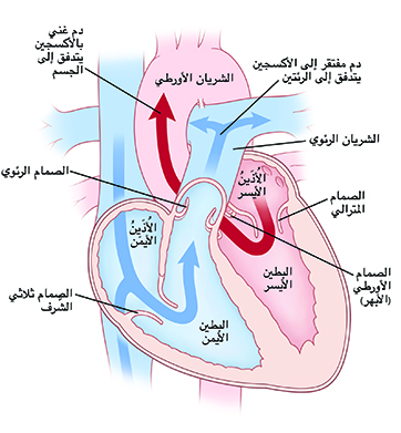 صورة أمامية من مقطع عرضي للقلب يوضح الأذينين أعلى الصورة، والبطينين في أسفل الصورة حيث يوجد أيضًا الشريان الأورطي والشريان الرئوي والصمام المترالي والصمام الأورطي والأذين الأيسر والبطين الأيسر والأذين الأيمن والبطين الأيمن والصمام ثلاثي الشُّرف والصمام الرئوي والوريد الأجوف العلوي والوريد الأجوف السفلي. أسهم على الجانب الأيمن من القلب تُظهر دمًا مفتقرًا إلى الأكسجين يُضَخ إلى الرئتين. أسهم على الجانب الأيسر من القلب تُظهر دمًا غنيًا بالأكسجين يُضَخ إلى الجسم.