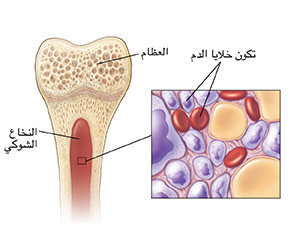 مقطع عرضي للأوعية الدموية يظهر فيه خلايا الدم في بلازما الدم.