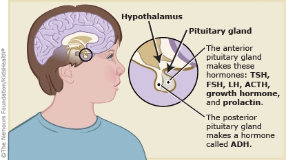 KidsHealth Image