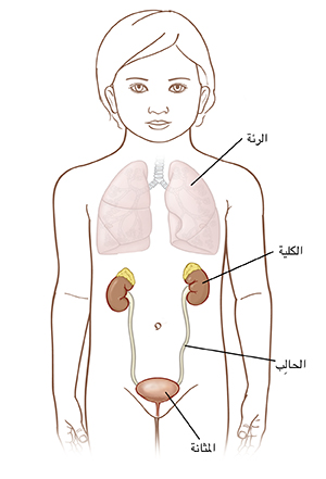 صورة توضيحية لطفل صغير تُظهر الرئتان والكُليتان والحالبان اللذان يربطان الكلى بالمثانة.